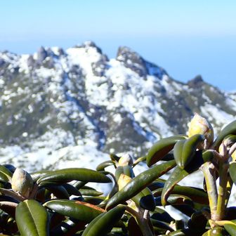 シャクナゲ時に来てみたい