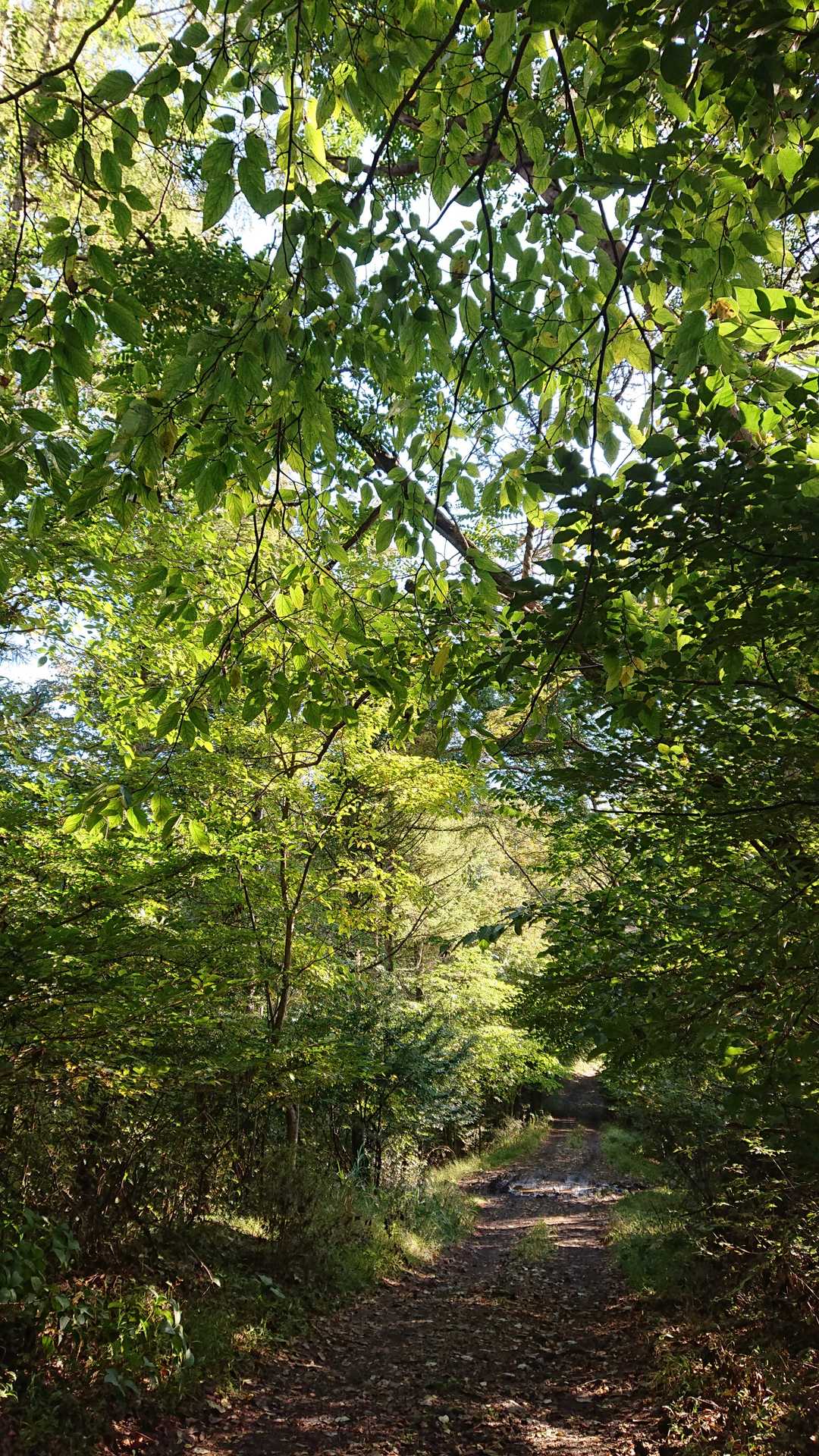 鳥居地峠🅿️からスタート♪
調べると 駐車台数5台ほど…となっていますが
あちらこちらと13台ほど停まっていました🚙
🅿️(🚻なし)  道中もトイレなし💦