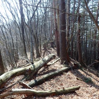 ここからは倒木が多かった。