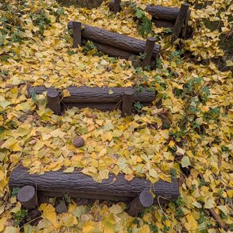 イチョウの葉のお出迎え！