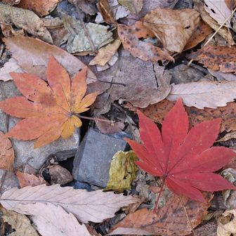 ハウチワカエデ🍁