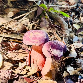 🍄