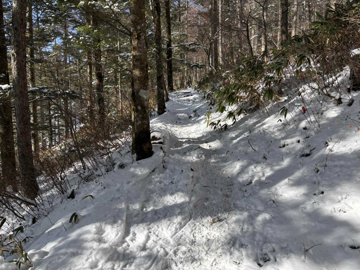 沢入登山口-入笠湿原-入笠山 往復コースの写真