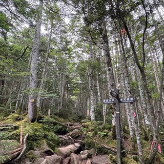 綺麗な樹林帯、ご無沙汰過ぎて樹林帯ですらワクワク