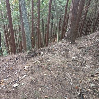ここから降りれば、先日流された金山鉱泉のカイジ橋を通らないで遅能戸方面まで辿り着けるがバカな真似はしない🤭
私も少しは大人になった🤣