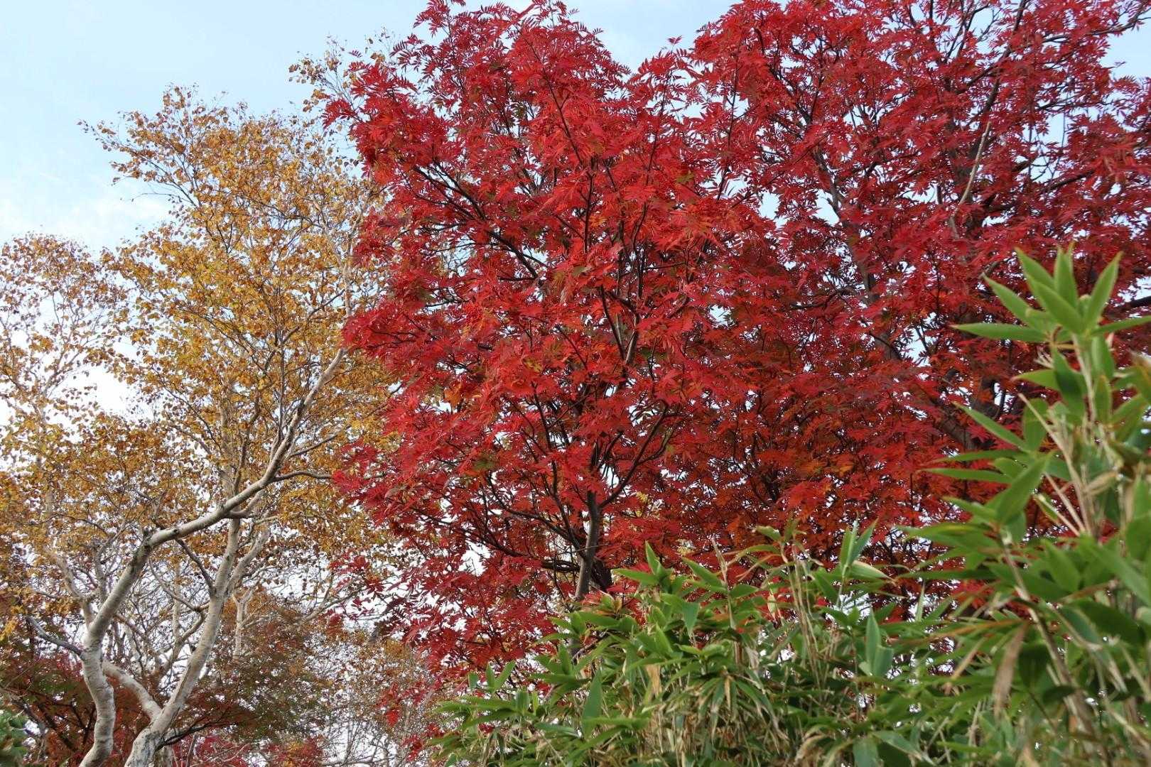 ふと見上げると鮮やかな紅葉🍁🤩