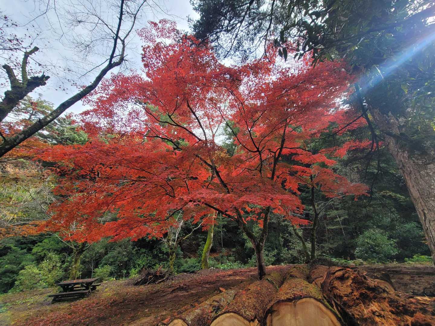 弥山登山道入口-弥山-駒ヶ林 縦走コースの写真
