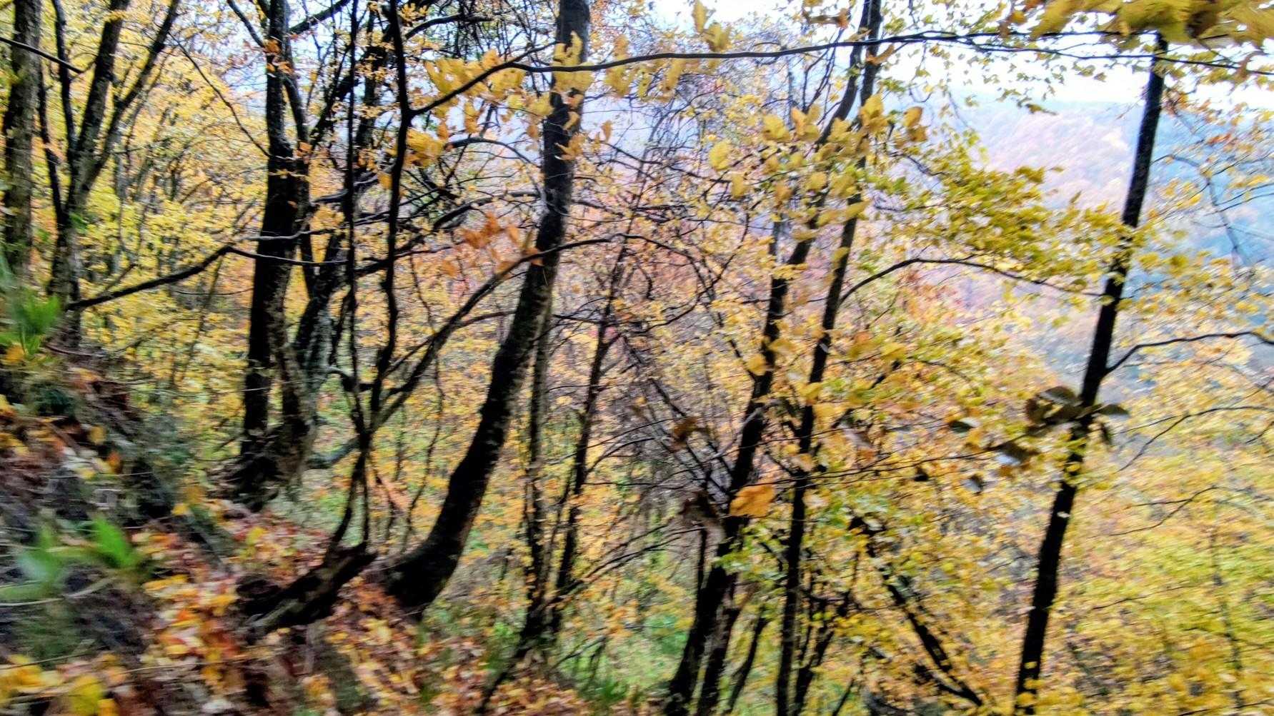 直ぐ急登🍁
