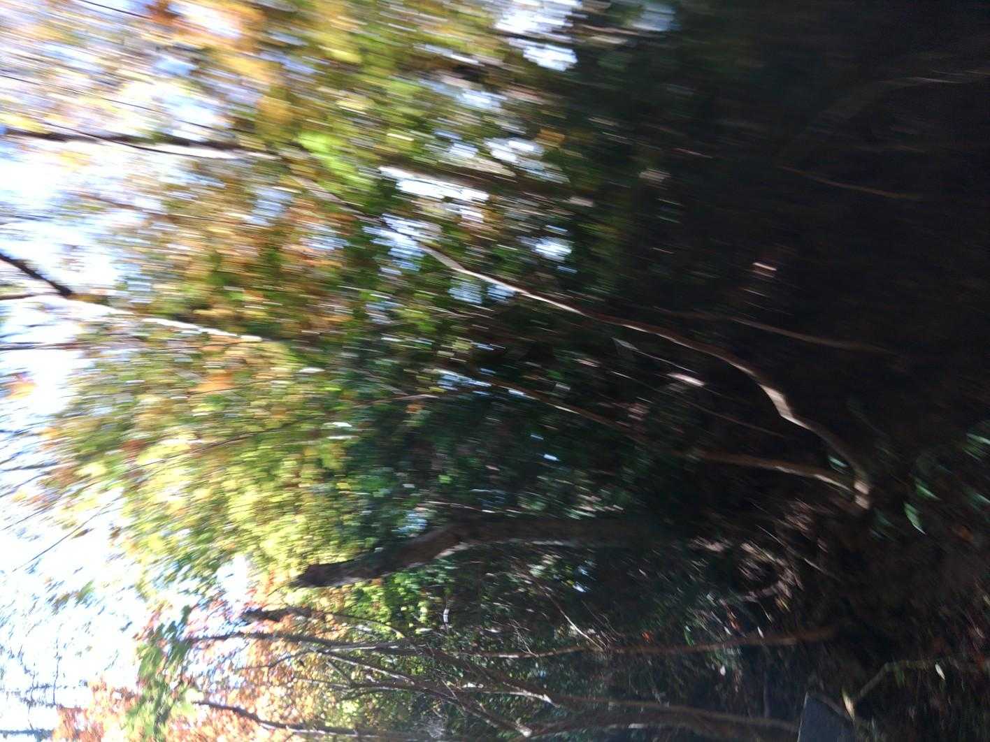 大雄山最乗寺-明神ヶ岳 往復コースの写真