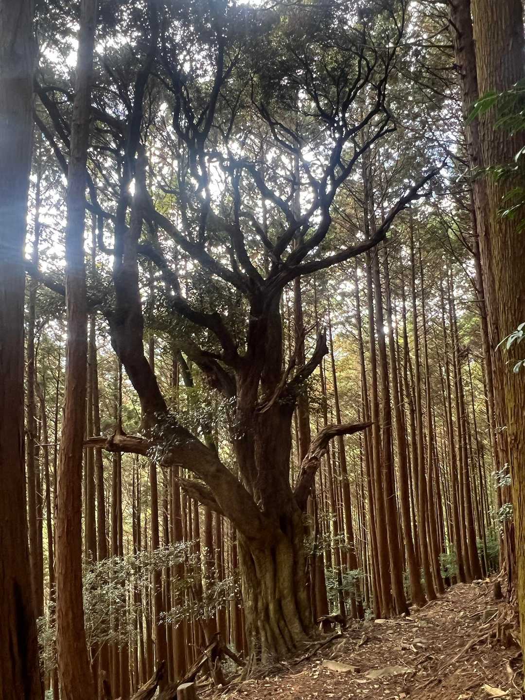 求菩提資料館前バス停-求菩提山 往復コースの写真
