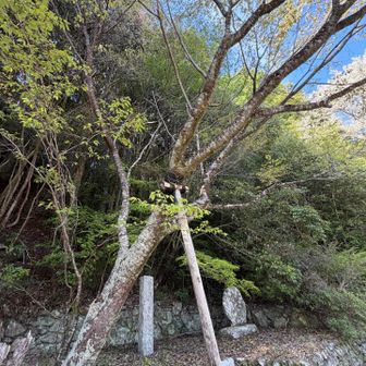 こちらが６代目？だったかな