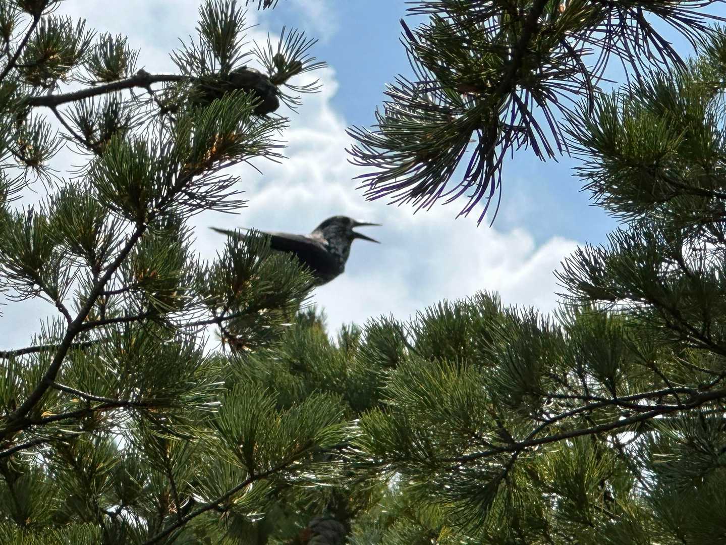 ホシガラス。あまり綺麗じゃない声で、しきりと鳴いていました。動作はやっぱりカラスだなあ。体の模様がちょっといいね