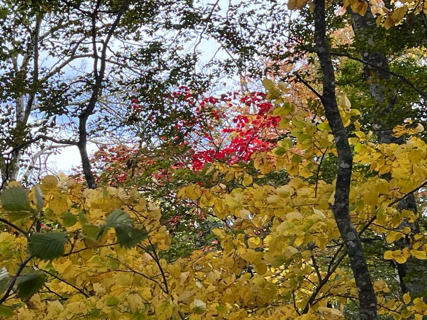 真っ赤な紅葉が綺麗🤩
この先ピークを3つ越えていきます
