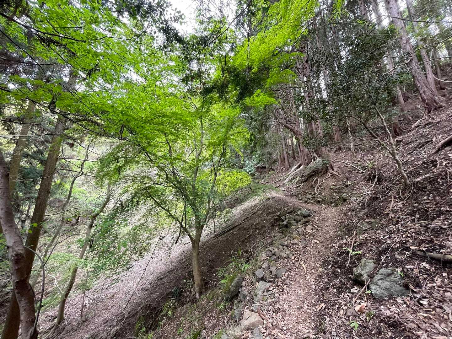頂上までは割と急です😇