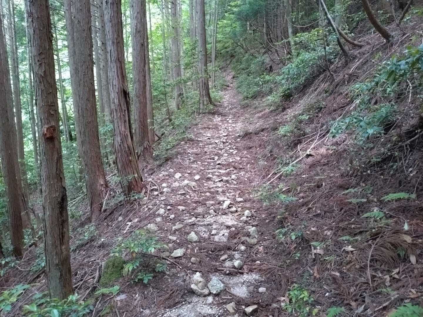 基本なだらかに登って行くので快適✌