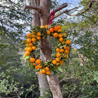 ここのリースは、キンカンさらに増量中