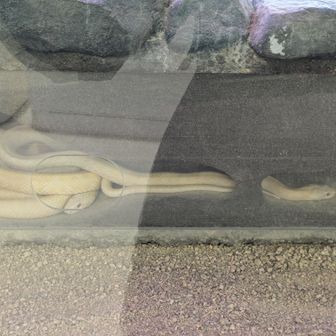 下山後、吉香公園内の「シロヘビの館」で初めて白蛇を見た。何か良いことが起こる予感