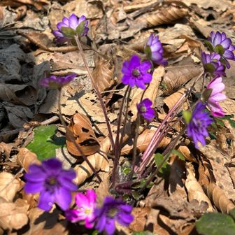 山頂にも雪割草が咲いていた。