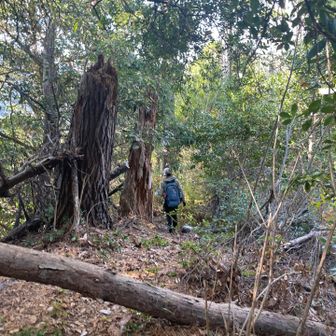 草木を掻き分けるほどではありませんが、道が分かりにくいところがあり、ダウンロードした軌跡を頼りに進みます。