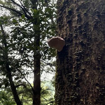 木の幹にキノコ