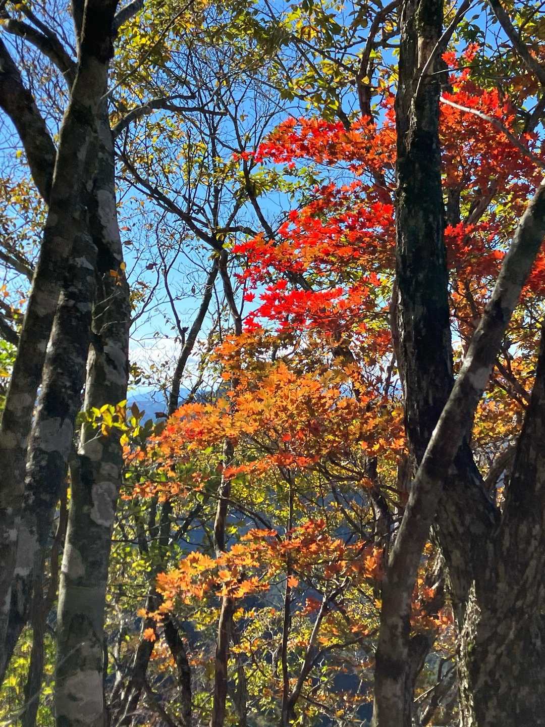 又剣山 往復コースの写真