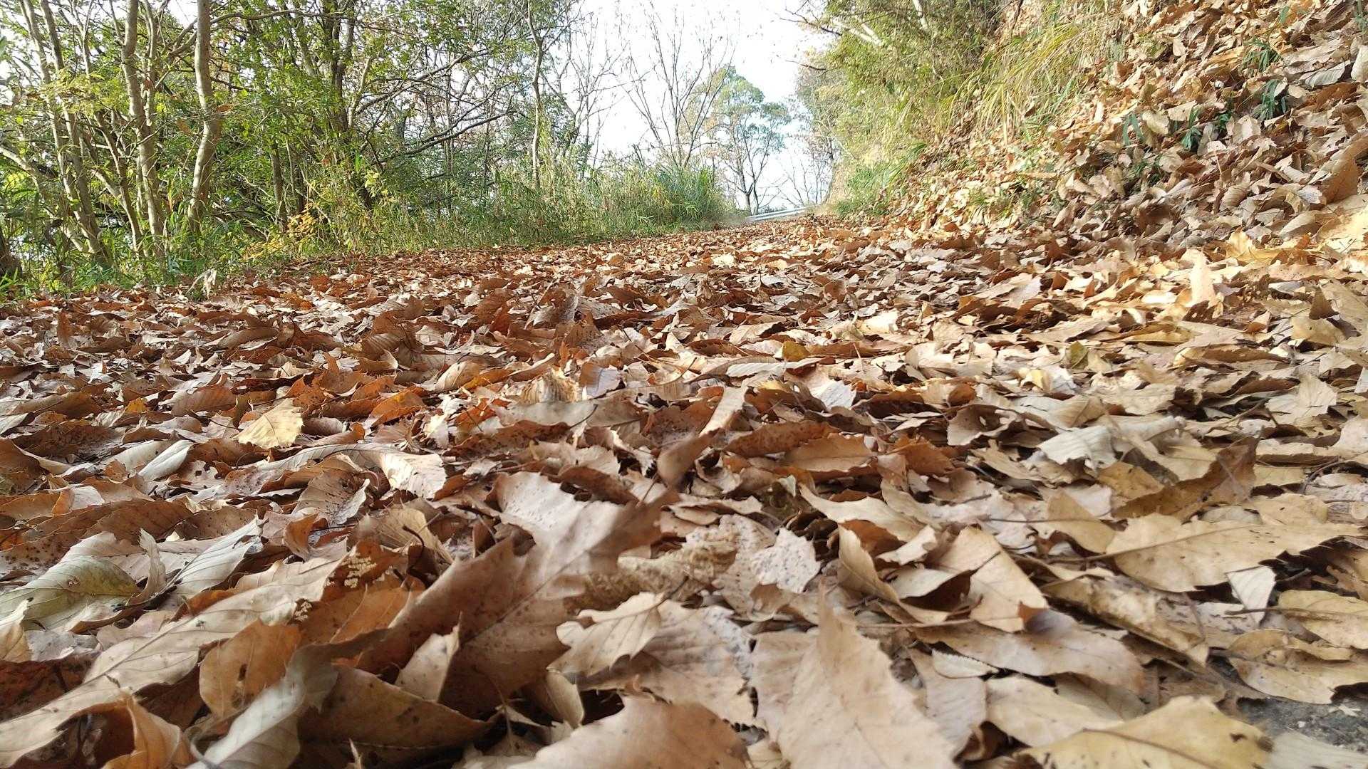 落ち葉🍂でフカフカの車道歩きで