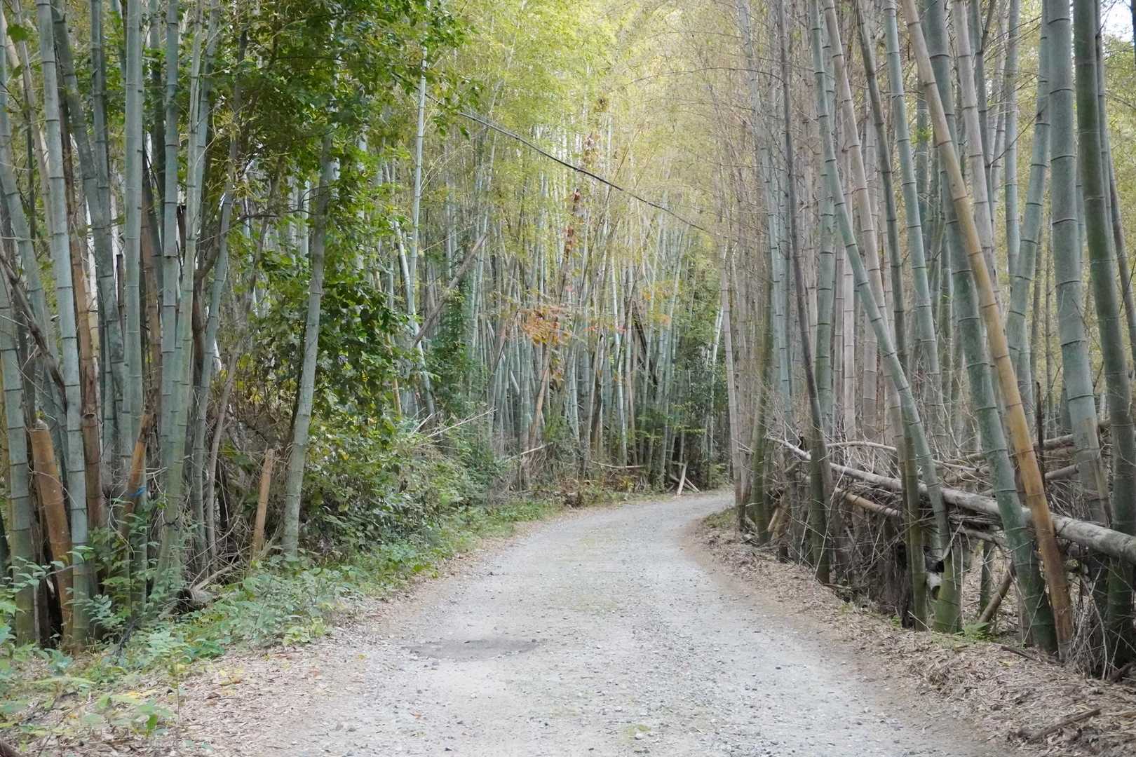 いよいよ山の中かな？