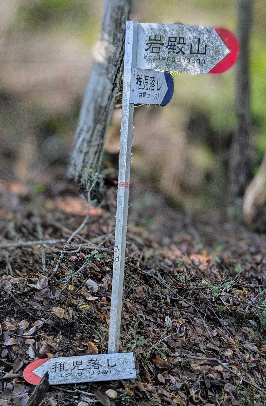 林間コースへ
枝が有るが左に行けば岩に挟まれた鎖場に行けたようです🤔