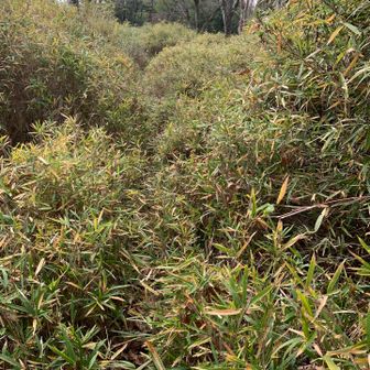 南に向かった踏み跡下りスタート