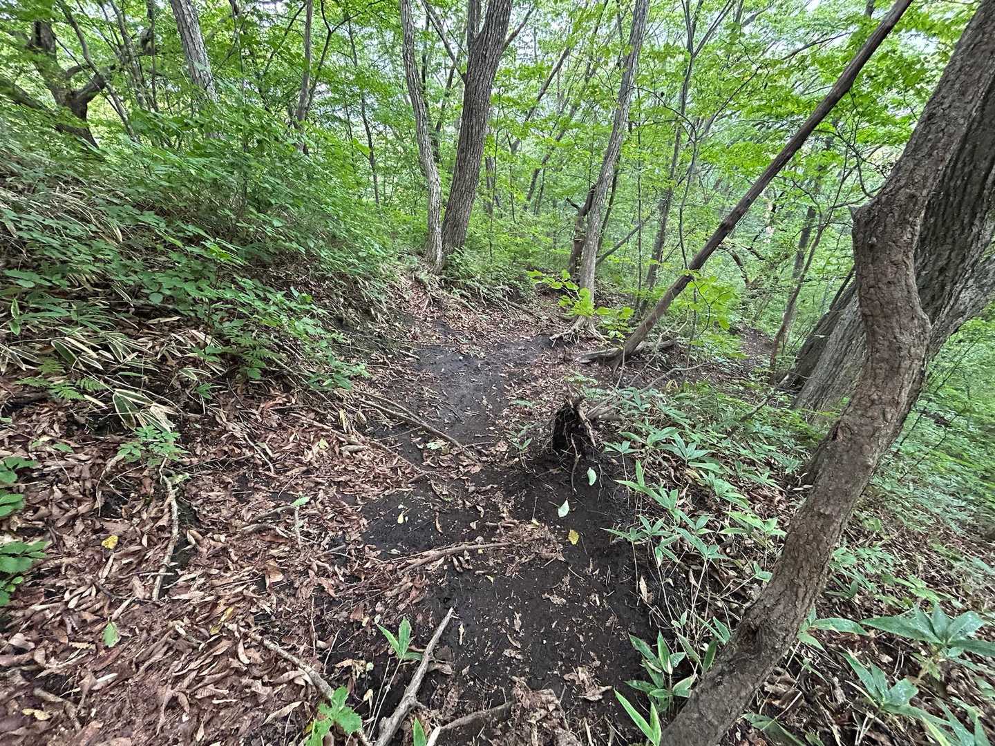 剥き出しの急坂　滑りそうで慎重に歩く