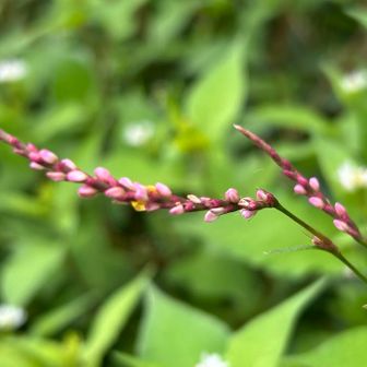 ハナダテ
秋を代表する在来の野草だそうです