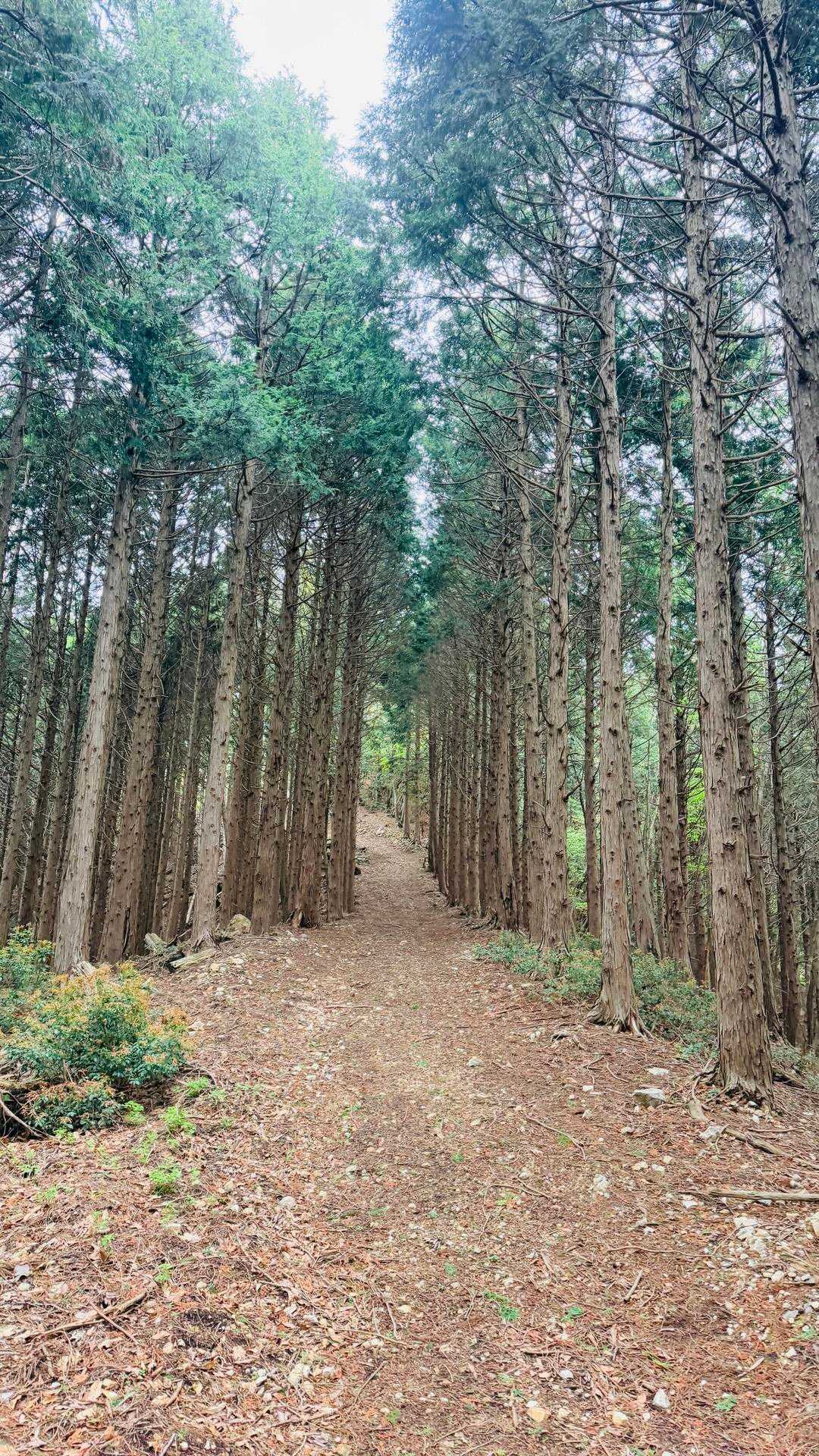岩屋橋バス停-志明院-薬師峠-岩茸山-桟敷ヶ岳 周回コースの写真