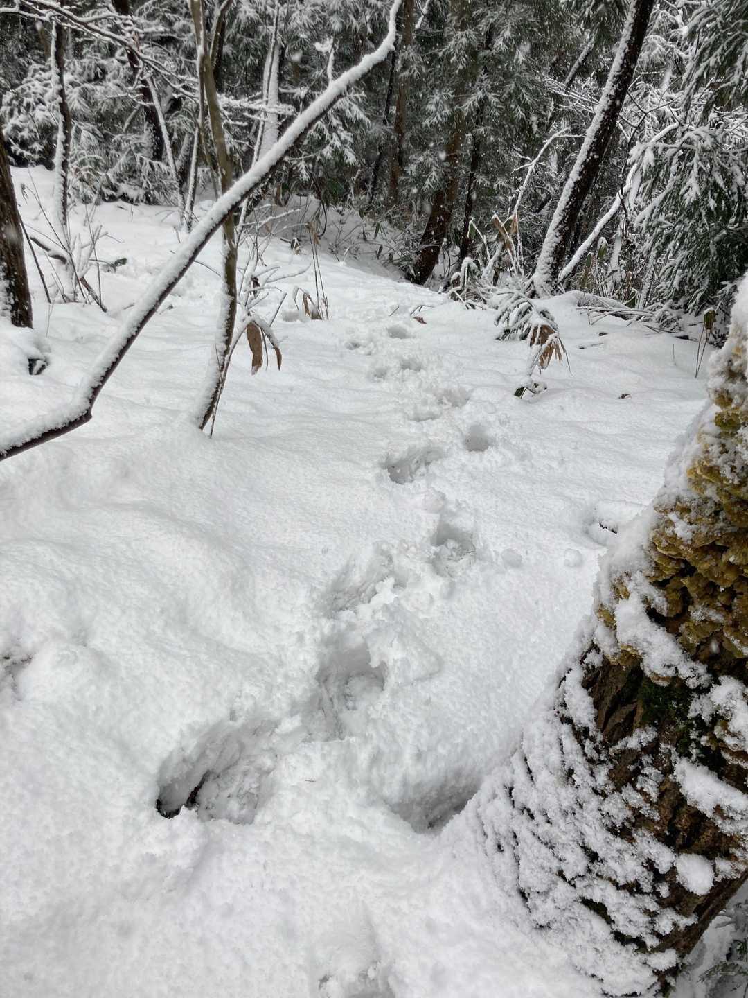 登ってきた斜面、脛あたりまで埋もれました。
滑る事はなかったです。
