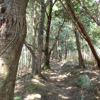 なだらか尾根を歩き