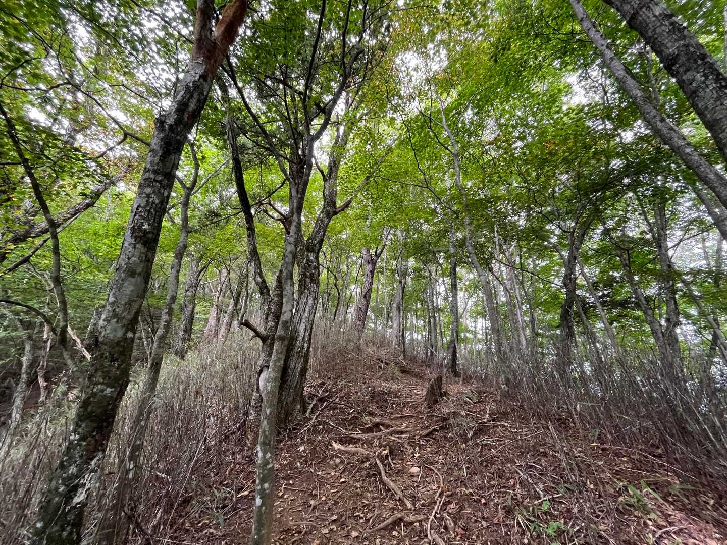 何気に急登でビックリしました