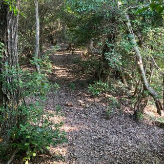 登山道らしきところに出ました