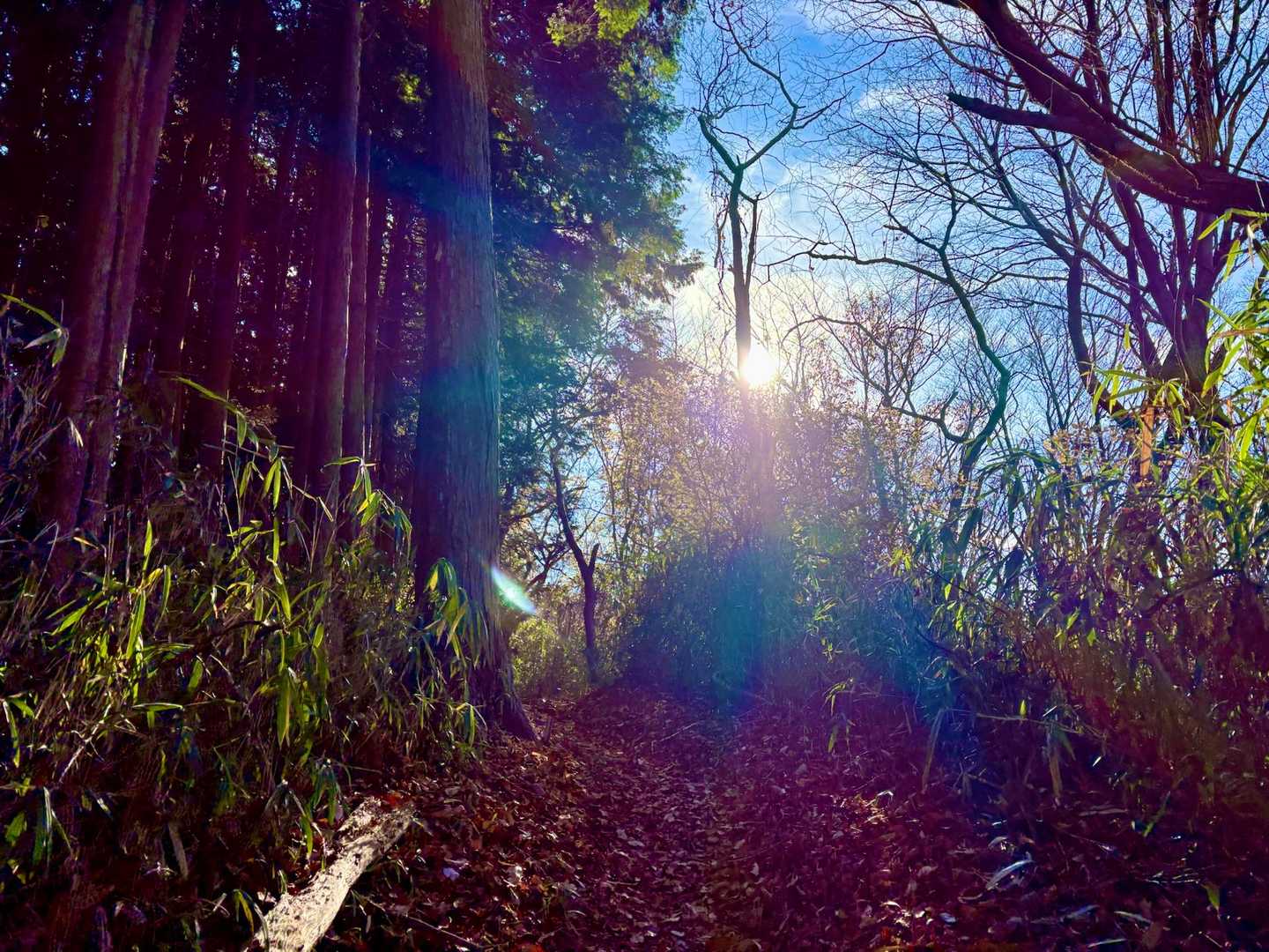 大龍寺-祐泉寺-岩屋峠-岩屋-二上山登山口-竹内山-第二十 縦走コースの写真