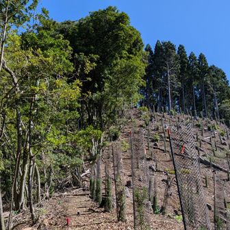 ↑伐採地へ出た、山頂が見える😀陽射しが暑い😅