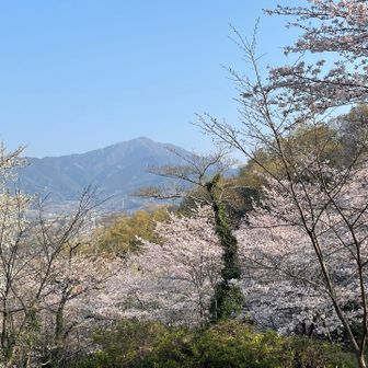大山と桜🌸