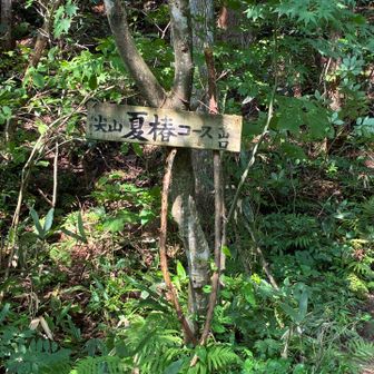 夏椿コース