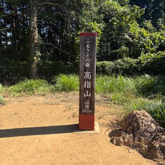 木に囲まれて景色は見えない