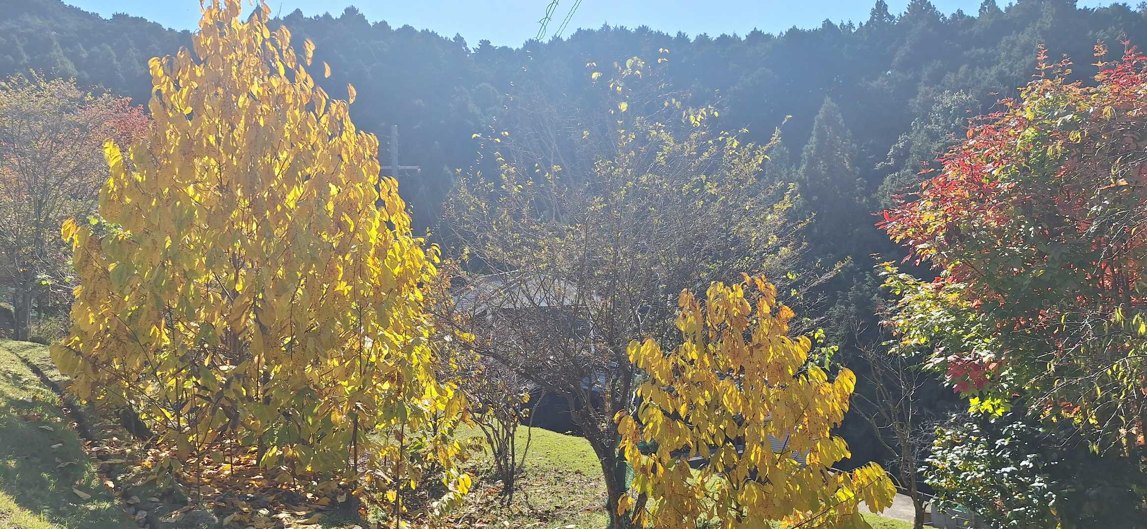 民家の前に大葉、紅葉を初めて見ました👀