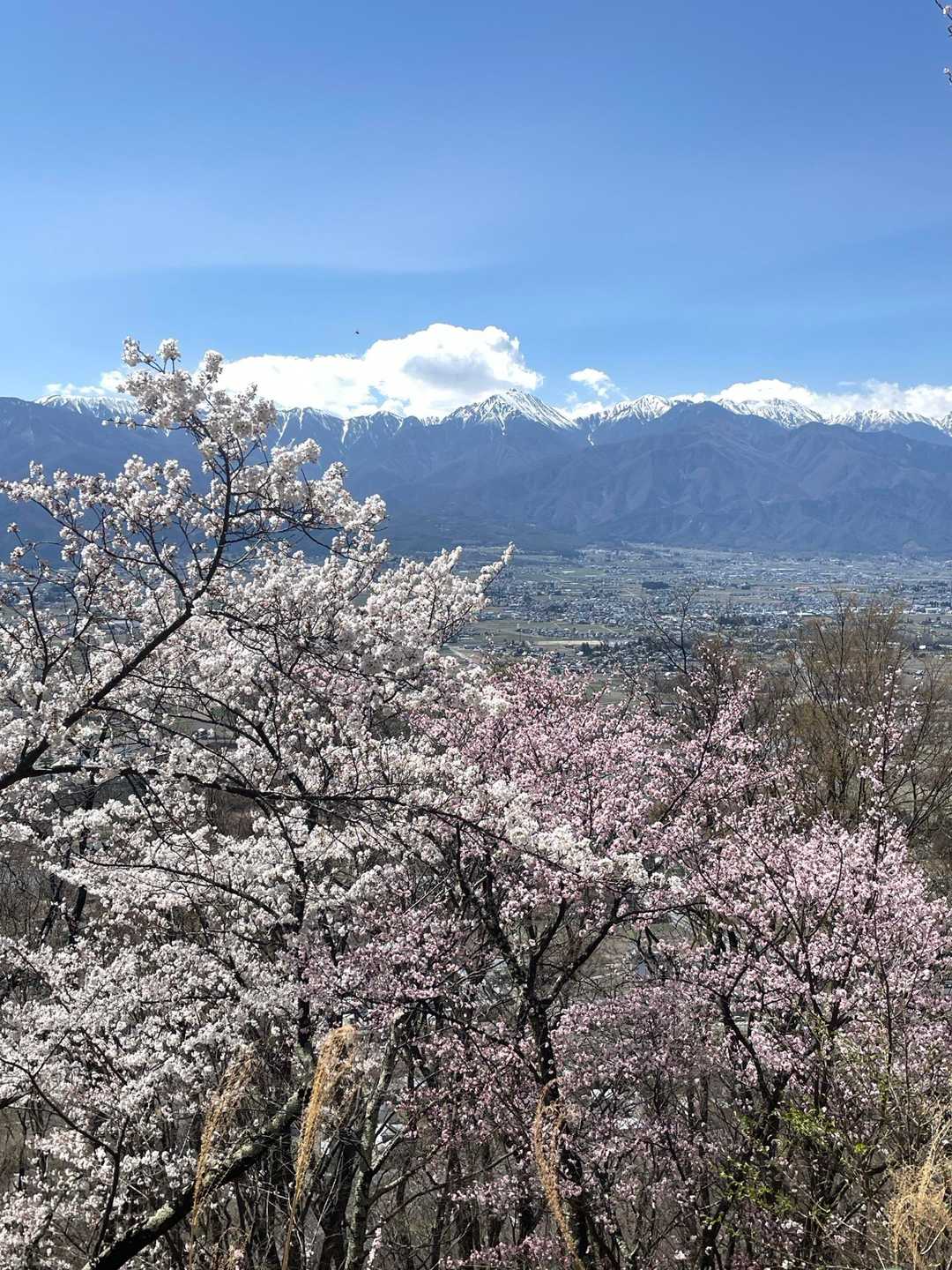 2年ぶり 桜咲く光城山 / とだなさんの登山データ | YAMAP / ヤマップ