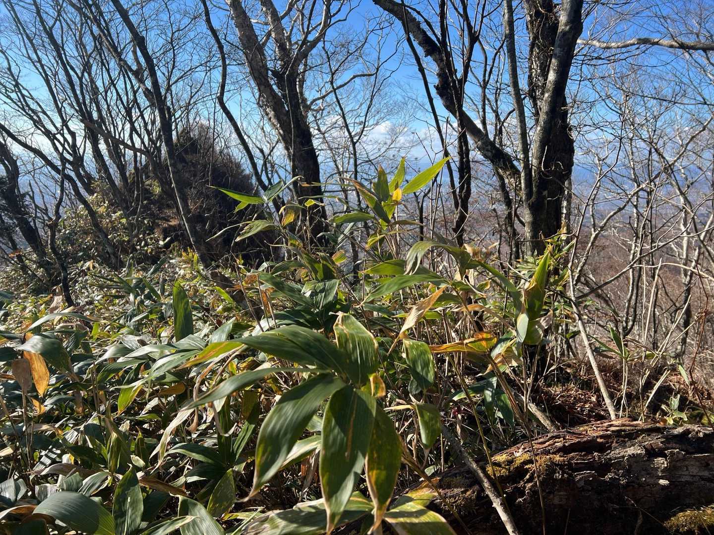 このあたりで次のピンテを見失い、あの岩に登ったり右側に降ったり戻ったり彷徨く😫
ルート見つけて一安心、早く帰りたい！😭
