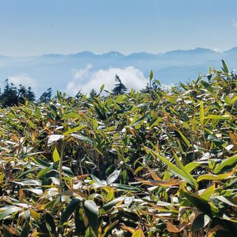 後立山連峰
蓮華岳、鹿島槍ヶ岳〜白馬岳