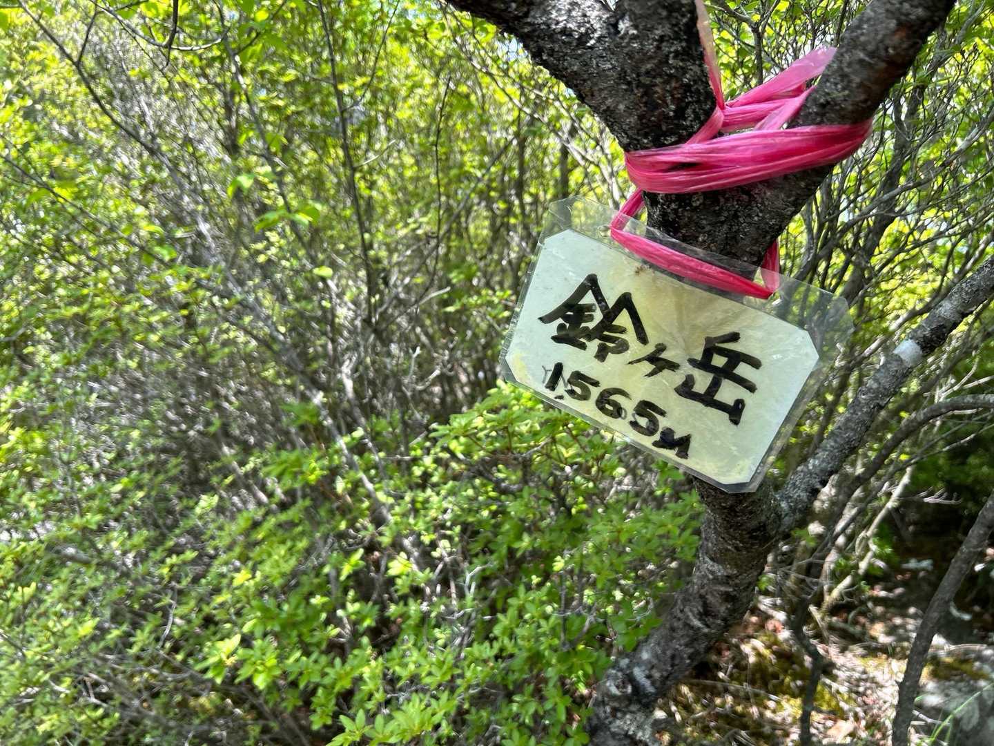 登頂❗️♪( ´θ｀)ノ