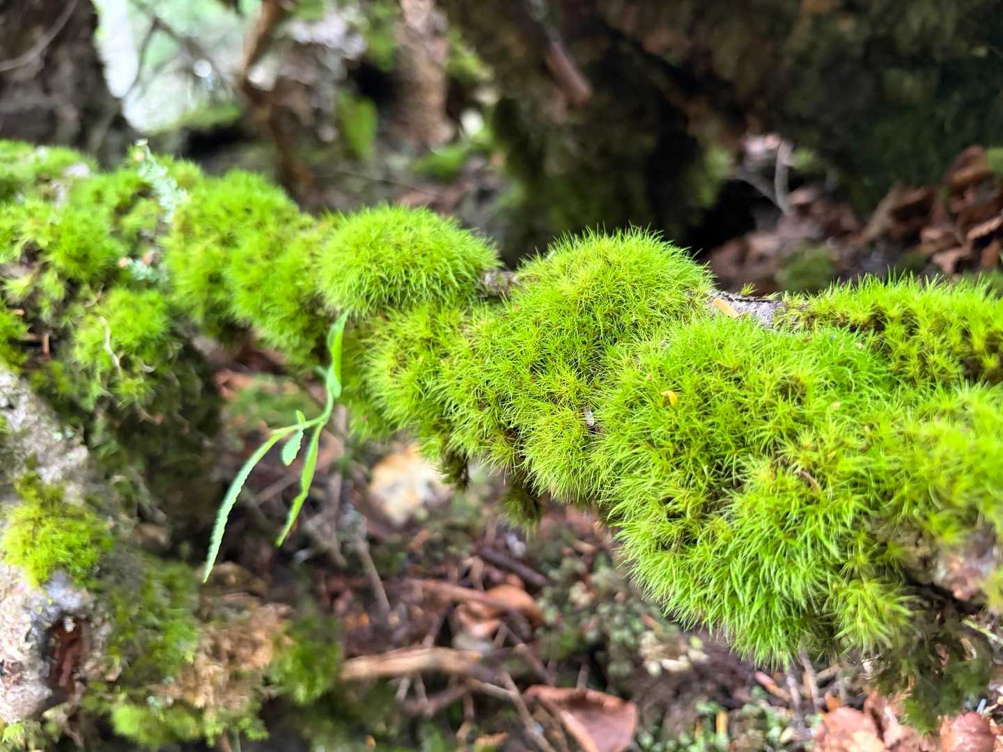 モフモフ🌱