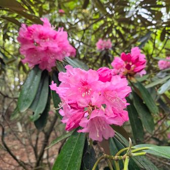 この隣には、薄いピンク色も
あった🌸