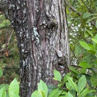 “心が美しいだけが見る事が出来る火山のトトロ“
らしい…本当？