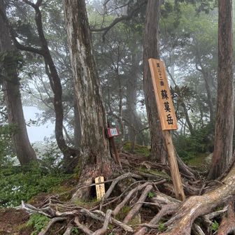 太古の辻から少し進んだ蘇莫岳まで空身で歩いてここで稜線歩きは了としました。